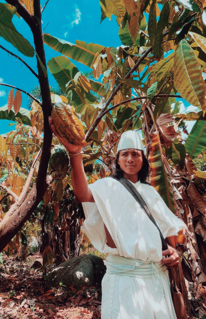 Person in traditional attire holding a cacao pod in a cacao tree