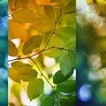 Cherry Tree Leaves