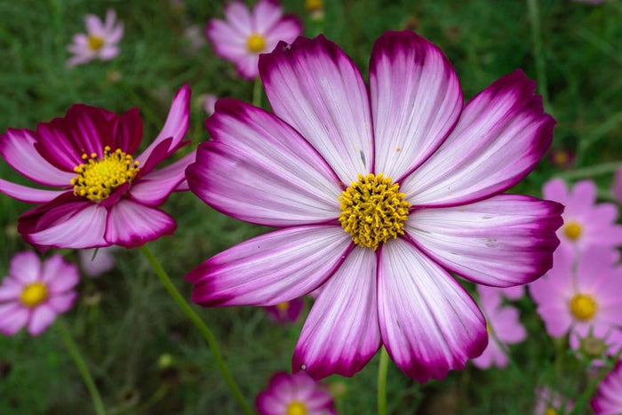 Cosmos Caudatus