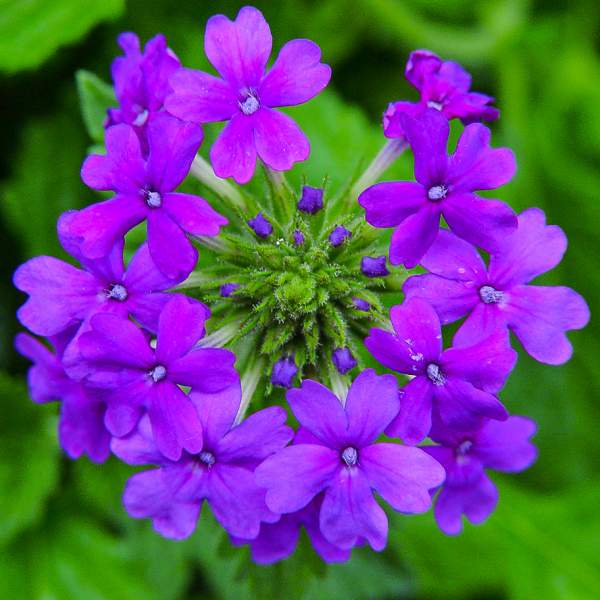 Gray Vervain Texas Wildflower (Verbena canescens)