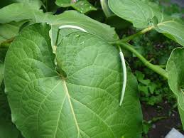 Hoja Santa (Piper auritum)
