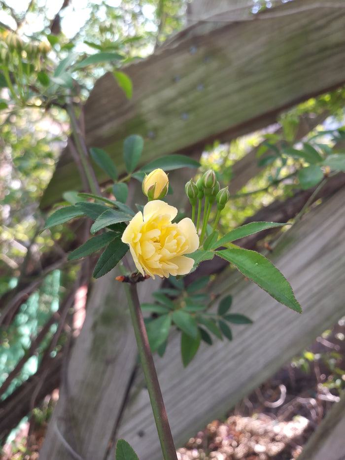 Lady Eubanksia, Antique Rose Flower Essence Rosa banksia lutescens, before 1807
