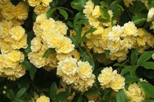 Lady Eubanksia, Antique Rose Flower Essence Rosa banksia lutescens, before 1807