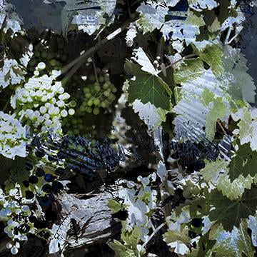 Musings on the Vine