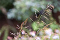 Nature II