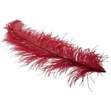 Giant Colourful Feathers