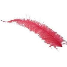 Giant Colourful Feathers