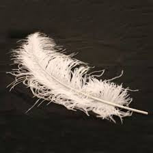 Giant Colourful Feathers