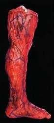 "Peeled Flesh - Left Leg" Human Body Part Halloween Prop