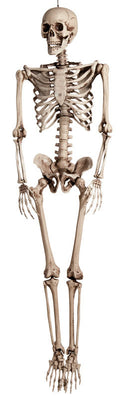 Skeleton
