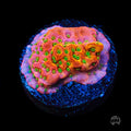 Sunset Imposter Montipora