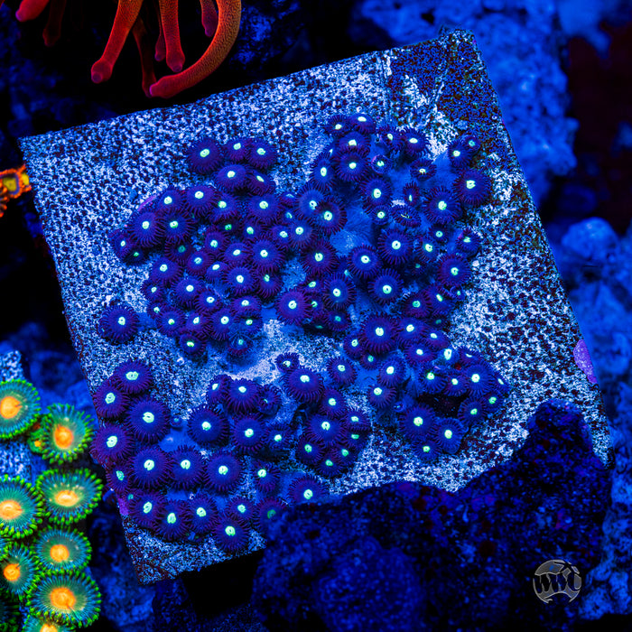 Tic Tac Zoanthids