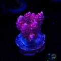 WWC Ruby Runner Acropora