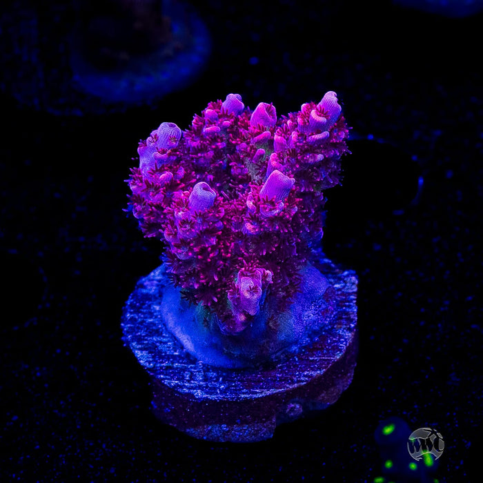 WWC Ruby Runner Acropora