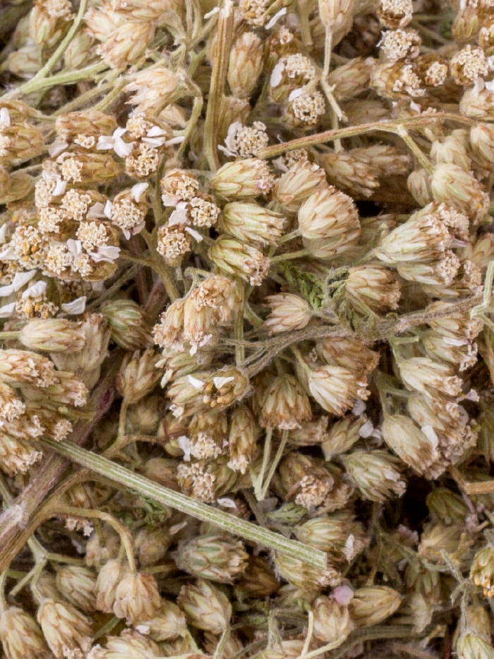 Yarrow Leaf and Flower, Organic 4 oz BULK BAG